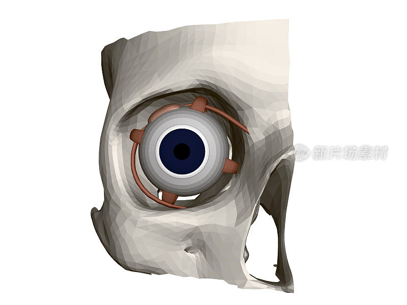人头盖骨的一部分，还有一只眼睛。眼的内部结构。前视图。3 d。矢量图